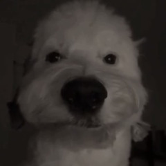 ‎