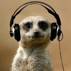 Meerkat music