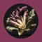 Radicchio