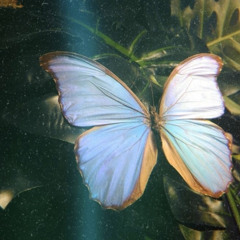 ginger 🧑🏿‍🦰