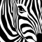 Dandy Zebra