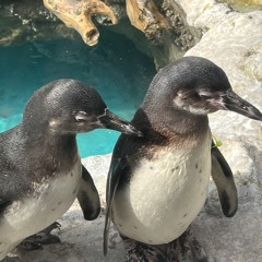 the great muppet caper