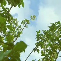 Mohamed Talaat Eldawly