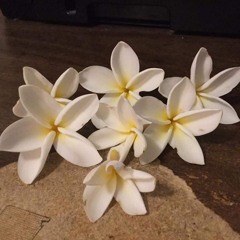 Frangipani