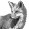 The White Foxes