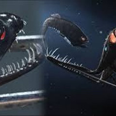 Loosejaw