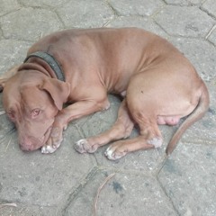 carlos