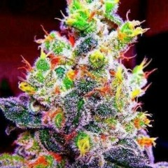 Hutch_DnB