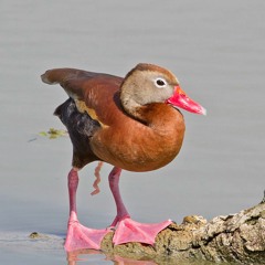 Duckii