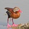 Duckii