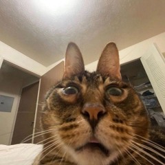 BorshPsy