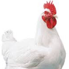 SuccOnAChicken