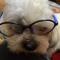 lazydog