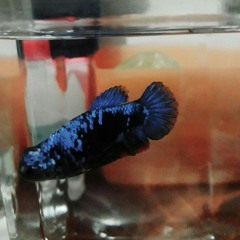 roly