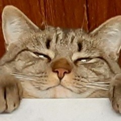 Wild Dog Danger Pants