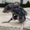rat