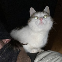 Salva’s Haarstudio (ehm. Ulterior)