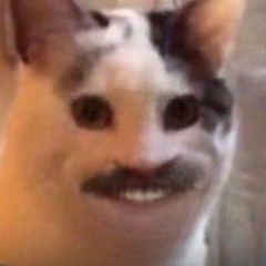 sadcat