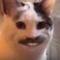 sadcat