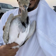 أميرة