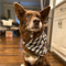 MekongtheDoggo