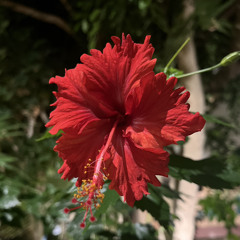 🌺
