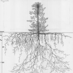 Root Atlas