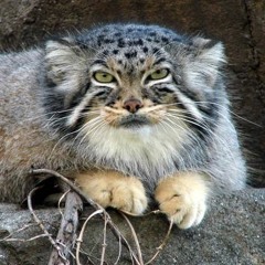 Otocolobus Manul