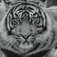 ..!ZeroVoid!..