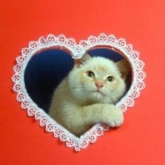 KittenQueen420
