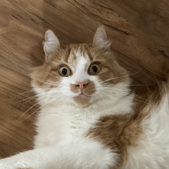 Twigbelly