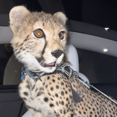 SAIF