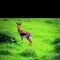 عبووود