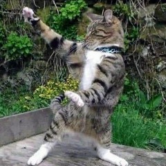 Magic Cat