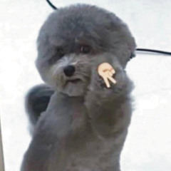 gyaru dog