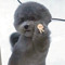 gyaru dog