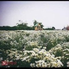 Bùi Hồng Phượng