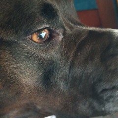 Brittney Collins Smith