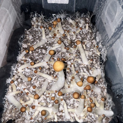 ALBINO42000
