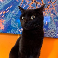 blackcat