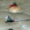 Spiked Flail
