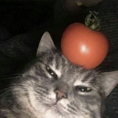Tomato cat
