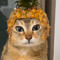 Pineapple hat cat