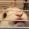 Noot