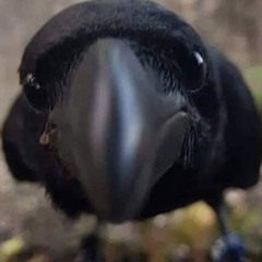Inconspicuous_Crow