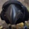 Inconspicuous_Crow
