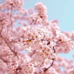 shinaidesuu