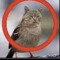 russegoose