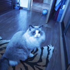 Juno