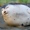 Bluberryboi
